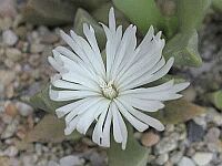 Cerochlamys pachyphylla v. albiflora_