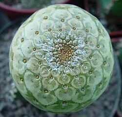 Euphorbia turbiniformis