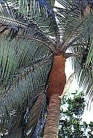 Пальма Acanthophoenix rubra