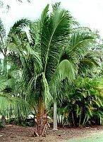 Пальма Beccariophoenix madagascariensis