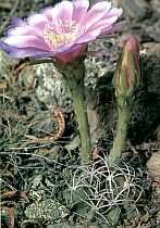 Echinopsis obrepanda