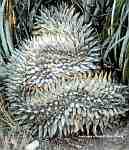 Ariocarpus retusus кристатная форма