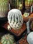 Eriocactus reichenbachii SB 941