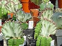 Euphorbia lactea f. cristata